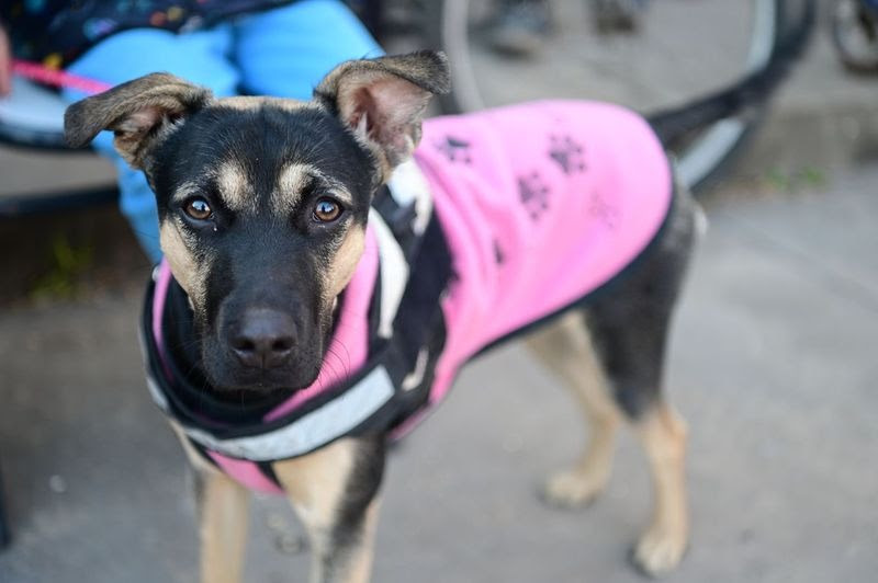 Maltrato animal: cómo actuar y dónde denunciar en Escobar